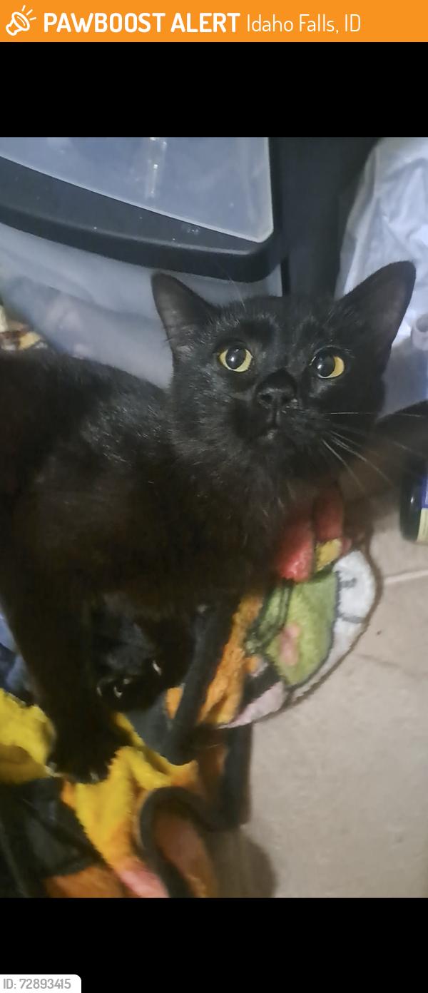 Found/Stray Female Cat last seen On 3rd St between S BLVD & S Lee AVE, Idaho Falls, ID 83401