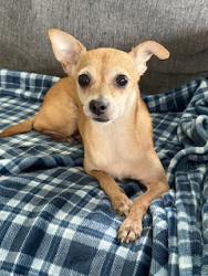 Found/Stray Female Dog last seen I-35 and William Cannon, Austin, TX 78745