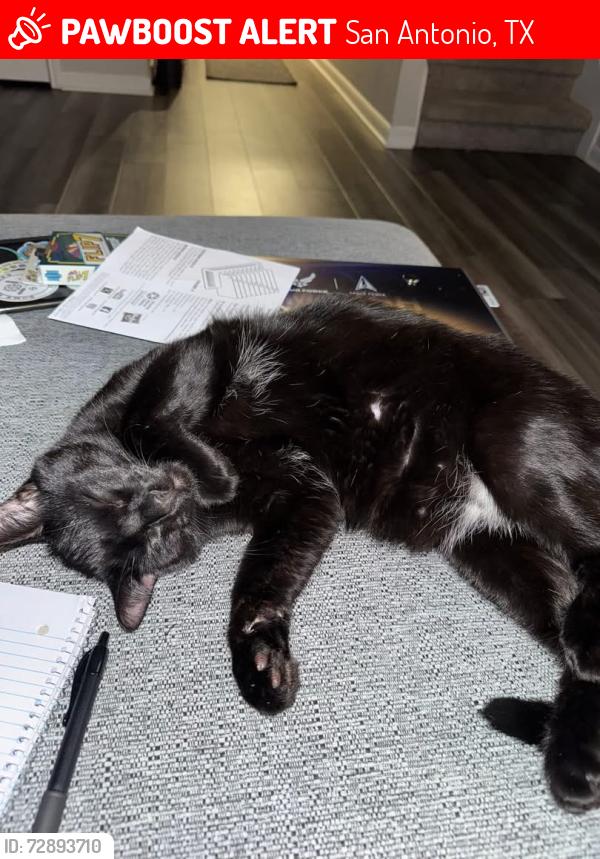 Lost Male Cat last seen Boa Hollow and Painted Hills, San Antonio, TX 78253
