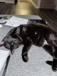 Lost Male Cat last seen Boa Hollow and Painted Hills, San Antonio, TX 78253