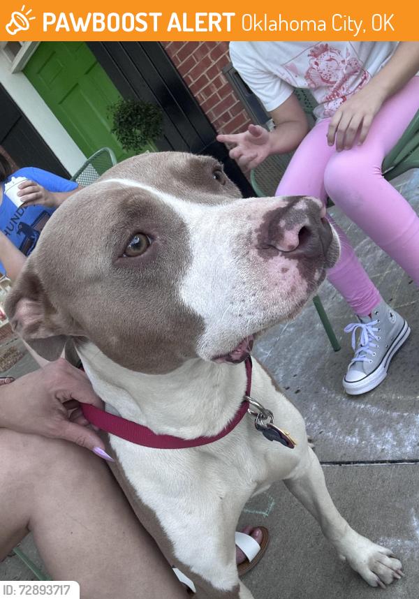 Found/Stray Male Dog last seen NW 43rd and Western, Oklahoma City, OK 73118