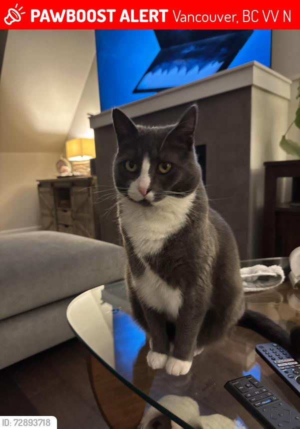 Lost Female Cat last seen Windsor , Vancouver, BC V5V 1N6