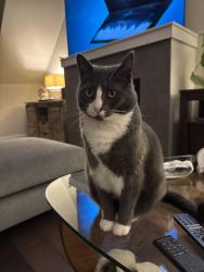 Lost Female Cat last seen Windsor , Vancouver, BC V5V 1N6