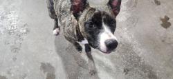 Found/Stray Female Dog last seen St Bernard School, Green Bay, WI 54303