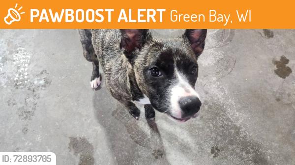 Found/Stray Female Dog last seen St Bernard School, Green Bay, WI 54303