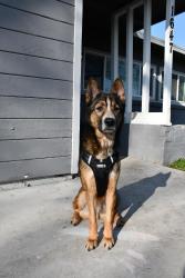 Reunited Male Dog last seen Benjamin Holt Drive, Stockton, CA 95207
