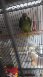 Lost Female Bird last seen Tippott green, Rowley Regis, England 