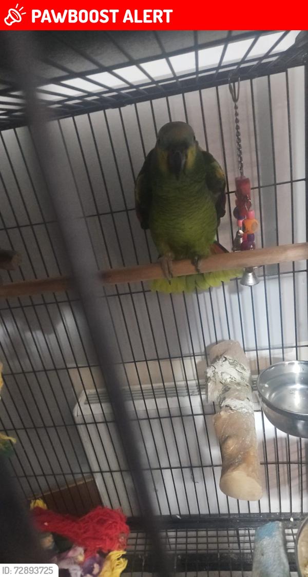 Lost Female Bird last seen Tippott green, Rowley Regis, England 