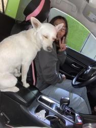 Found/Stray Male Dog last seen West drive, Vista, CA 92056