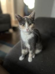 Lost Female Cat last seen Napa auto parts, Petersburg, VA 23803