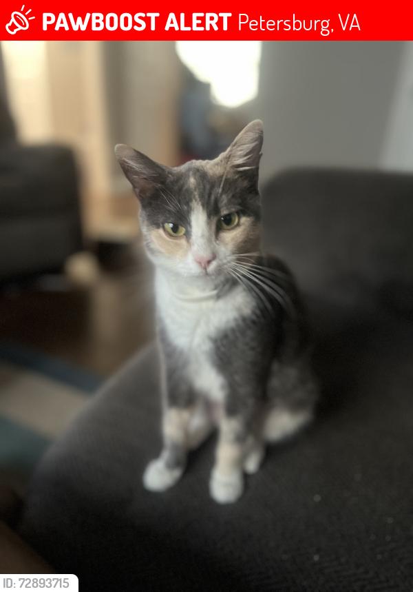 Lost Female Cat last seen Napa auto parts, Petersburg, VA 23803