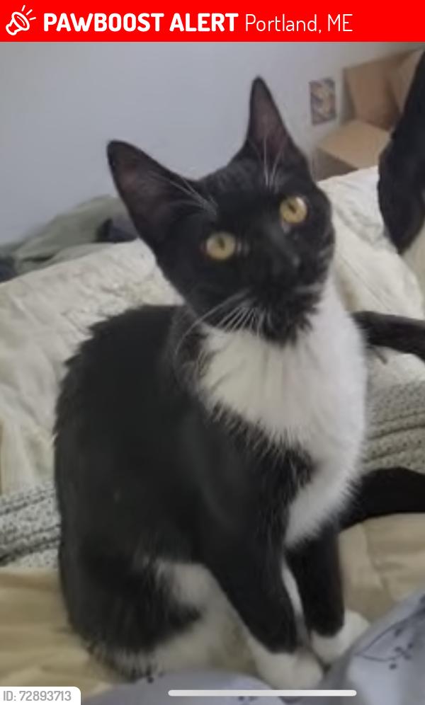 Lost Female Cat last seen Near interstate Maine &. New Hampshire. 295 interstate Maine, Portland, ME 04101