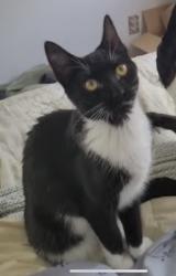 Lost Female Cat last seen Near interstate Maine &. New Hampshire. 295 interstate Maine, Portland, ME 04101