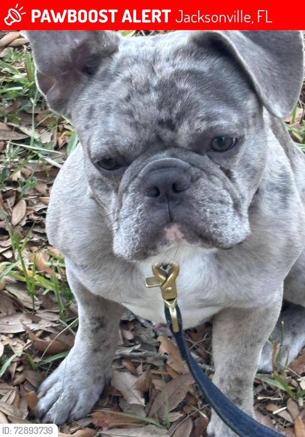 Lost Male Dog last seen Atlantic and hodges, Jacksonville, FL 32225
