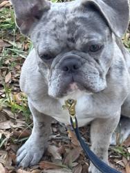 Lost Male Dog last seen Atlantic and hodges, Jacksonville, FL 32225