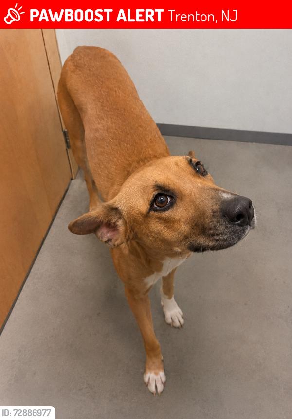 Lost Female Dog last seen Near Ellis Avenue and North Olden Avenue trenton nj, Trenton, NJ 08638