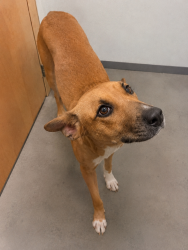 Lost Female Dog last seen Near Ellis Avenue and North Olden Avenue trenton nj, Trenton, NJ 08638