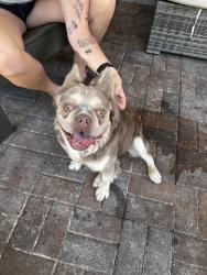 Found/Stray Male Dog last seen Cove southern highlands , Las Vegas, NV 89141