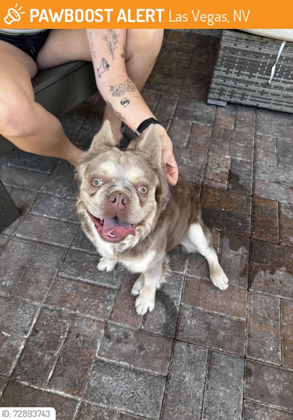 Found/Stray Male Dog last seen Cove southern highlands , Las Vegas, NV 89141