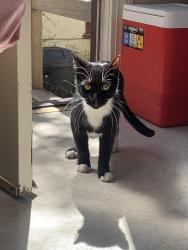 Found/Stray Female Cat last seen Spruce and Hearst, Berkeley, CA 94709