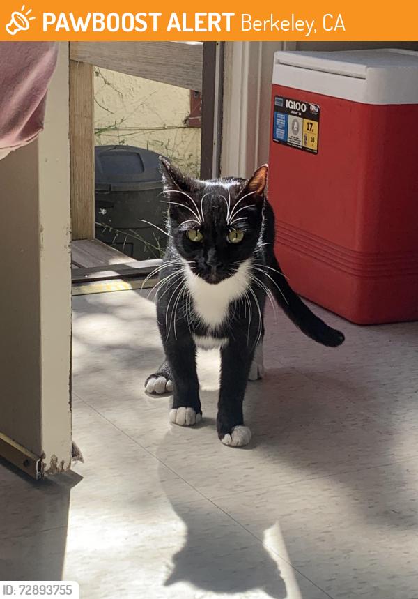 Found/Stray Female Cat last seen Spruce and Hearst, Berkeley, CA 94709