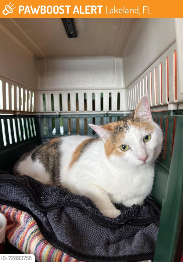 Found/Stray Female Cat last seen New Jersey, Lakeland, FL 33803