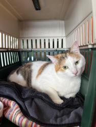 Found/Stray Female Cat last seen New Jersey, Lakeland, FL 33803