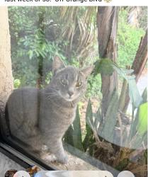 Reunited Male Cat last seen Ridgewood Orange ave, Port Orange, FL 32127