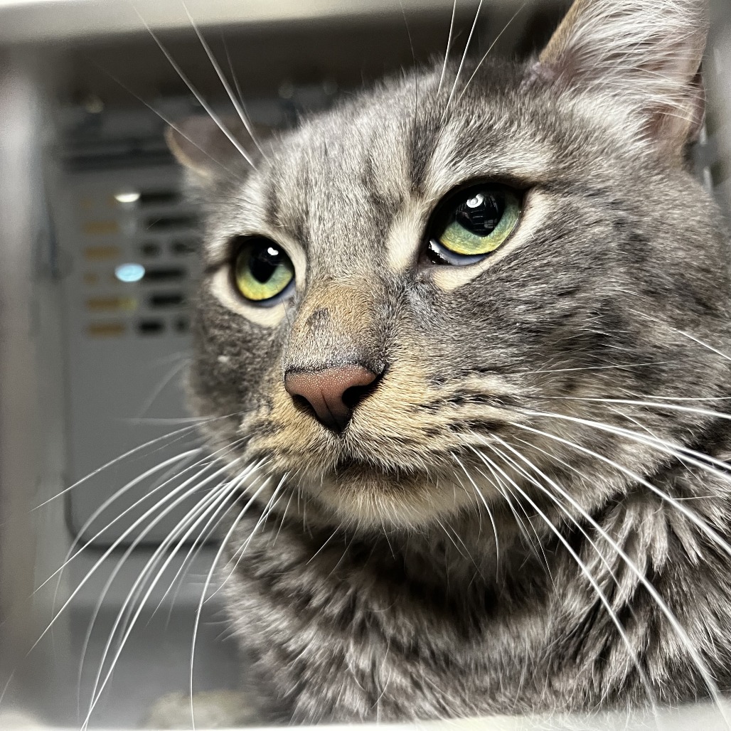 Shelter Stray Male Cat last seen , Palm Springs, CA 92264