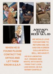 Lost Male Cat last seen Willow Run s and cndmniums Unit 901, Oklahoma City, OK 73114