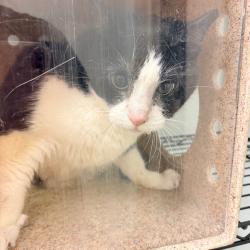 Shelter Stray Male Cat last seen , Philadelphia, PA 19140