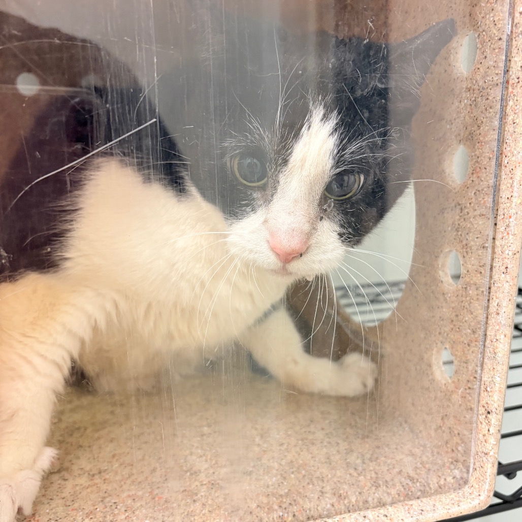 Shelter Stray Male Cat last seen , Philadelphia, PA 19140