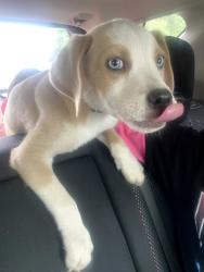 Found/Stray Female Dog last seen N Peoria ave, Tulsa, OK 74106