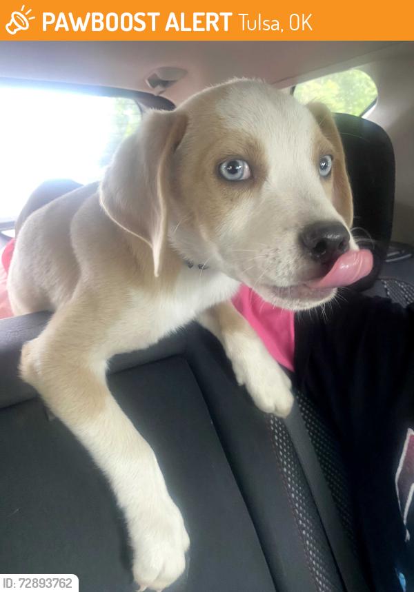 Found/Stray Female Dog last seen N Peoria ave, Tulsa, OK 74106