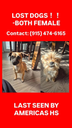 Reunited Female Dog last seen Ponca Way , El Paso, TX 79907