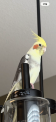 Lost Male Bird last seen Mission Ridge Rd/Arbuckle Dr./Big Horn Trail and Sandia Dr. flying toward Nantucket Dr., Plano, TX 75074