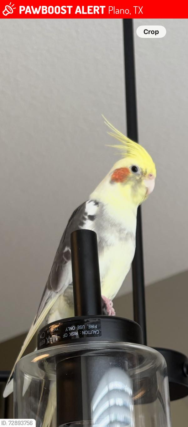 Lost Male Bird last seen Mission Ridge Rd/Arbuckle Dr./Big Horn Trail and Sandia Dr. flying toward Nantucket Dr., Plano, TX 75074
