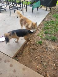 Reunited Unknown Dog last seen Richards Drive, Allen Bridge Rd, SC 29388