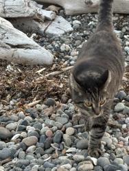 Lost Male Cat last seen 4th and Maple, Camano Island Madrona Beach, Camano, WA 98282