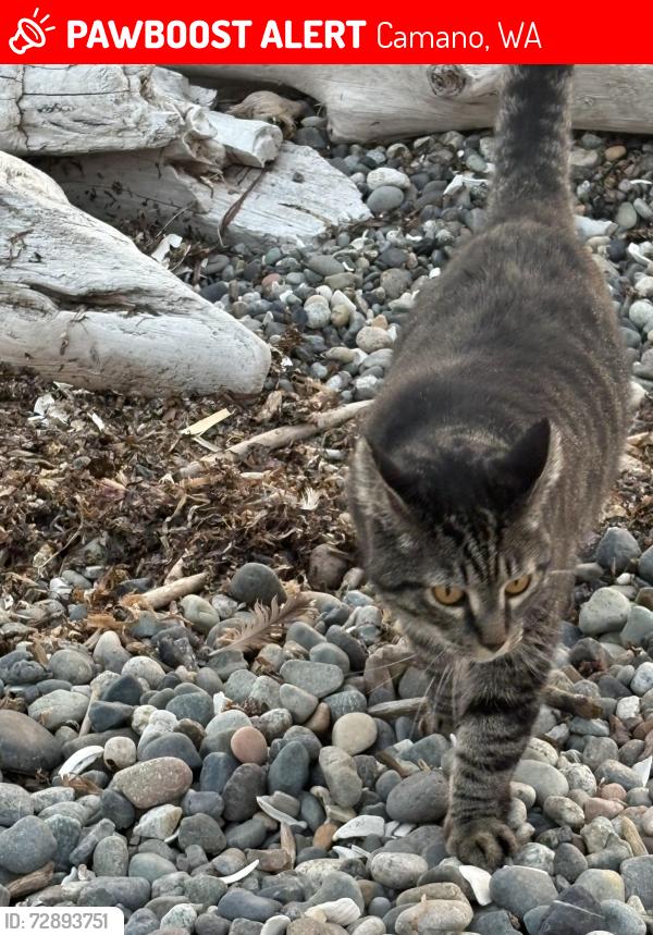 Lost Male Cat last seen 4th and Maple, Camano Island Madrona Beach, Camano, WA 98282