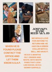 Lost Male Cat last seen N Western Ave and Nw 87th , Oklahoma City, OK 73114
