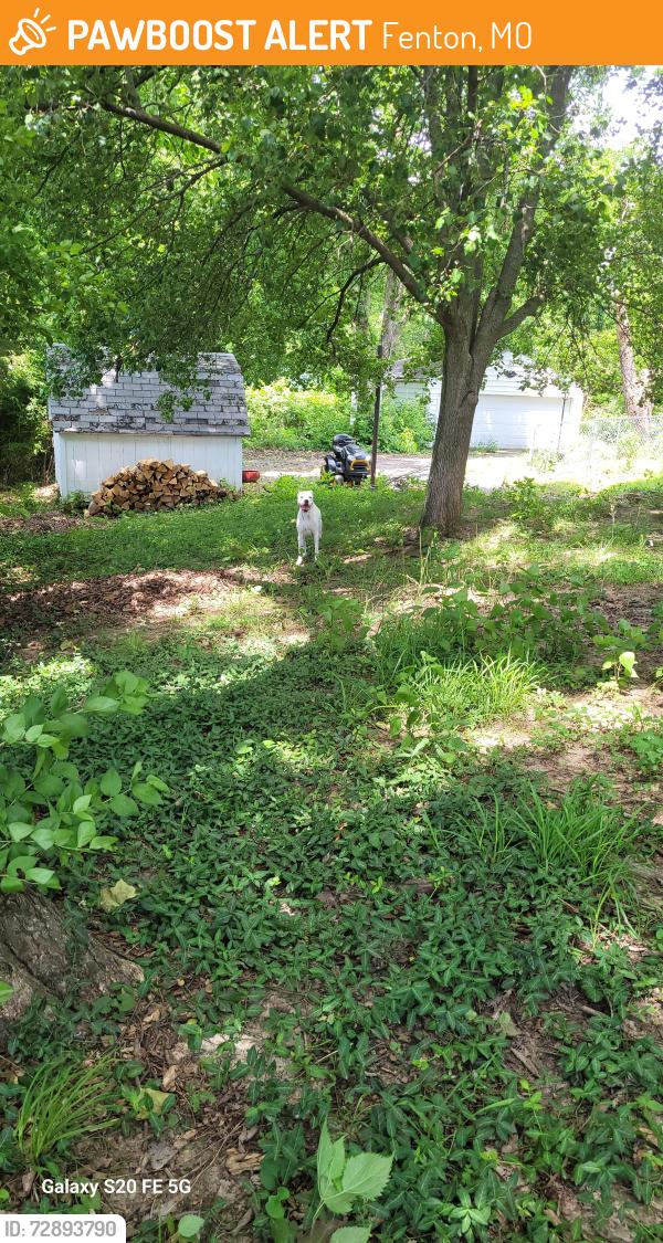 Found/Stray Unknown Dog last seen Saline creek rd, Fenton, MO 63026