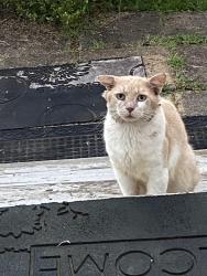 Found/Stray Unknown Cat last seen Moore Road, Jefferson Church Road, Tobaccoville, NC. 27050, Tobaccoville, NC 27021