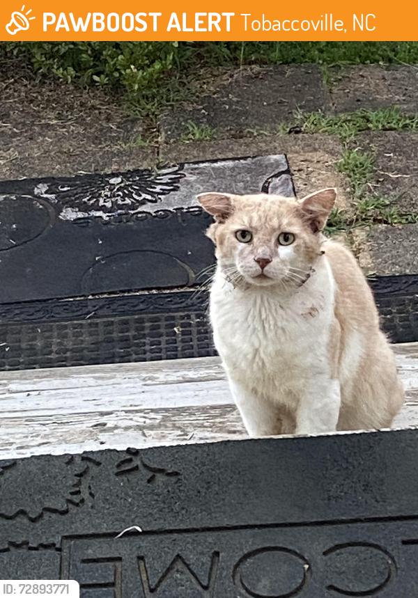 Found/Stray Unknown Cat last seen Moore Road, Jefferson Church Road, Tobaccoville, NC. 27050, Tobaccoville, NC 27021