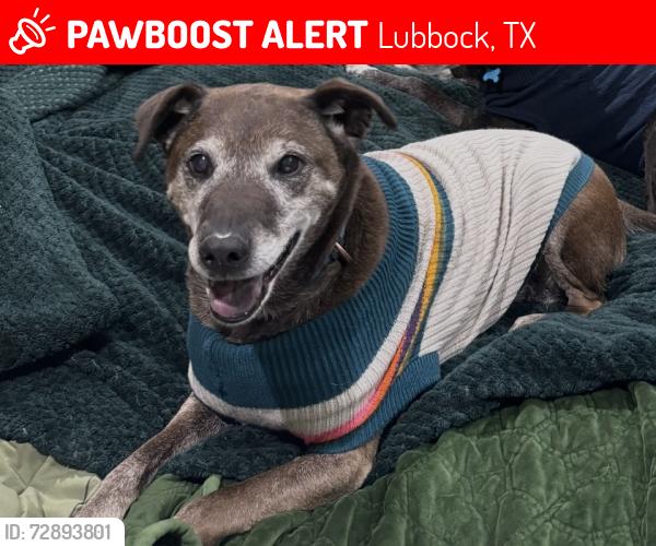 Lost Female Dog last seen McCullough park , Lubbock, TX 79423
