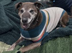 Lost Female Dog last seen McCullough park , Lubbock, TX 79423