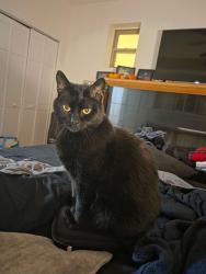 Lost Male Cat last seen N Spaulding Ave and w Cullom Ave, Chicago, IL 60618