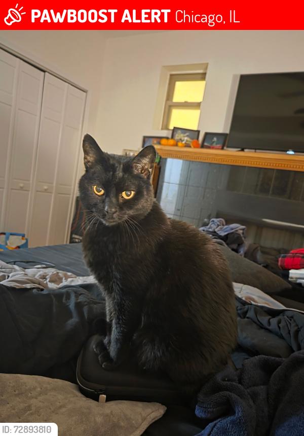 Lost Male Cat last seen N Spaulding Ave and w Cullom Ave, Chicago, IL 60618