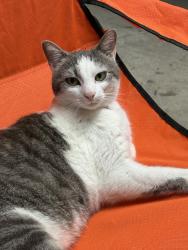 Found/Stray Female Cat last seen Huntingboro Ln & Country Way Rd, Nashville, TN 37013