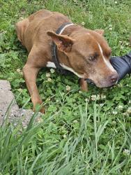 Found/Stray Female Dog last seen Western and Klein, Oklahoma City, OK 73119